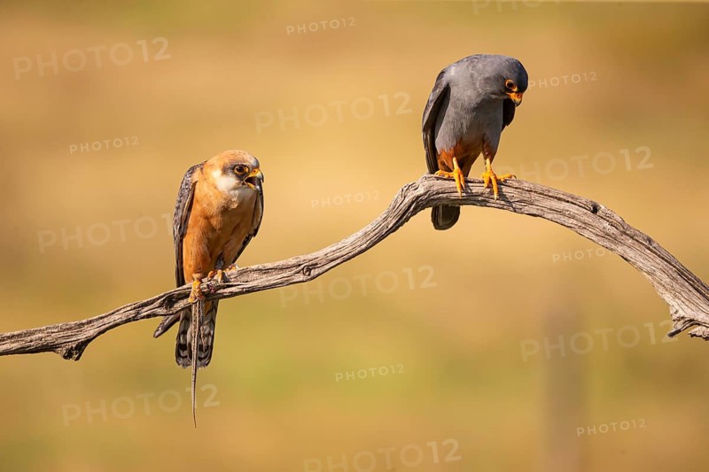Red-footed falcon (Falco vesperetinus) Male handing over a captured lizard to female, Hungary, Europe