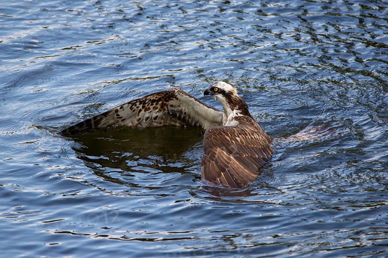 Western osprey (Pandion haliaetus) fishing, Finland, Europe