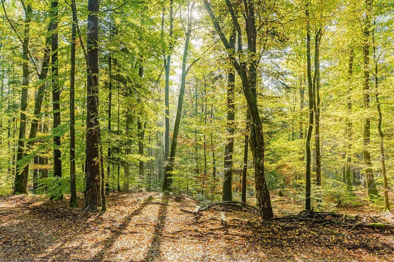 Beautiful autumn light in a mountain forest. Vosges, Alsace, France, Europe