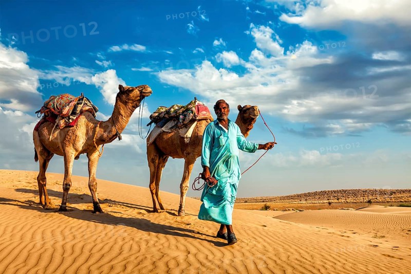 Rajasthan travel background, Indian cameleer (camel driver) with camels in dunes of Thar desert. Jaisalmer, Rajasthan, India, Asia