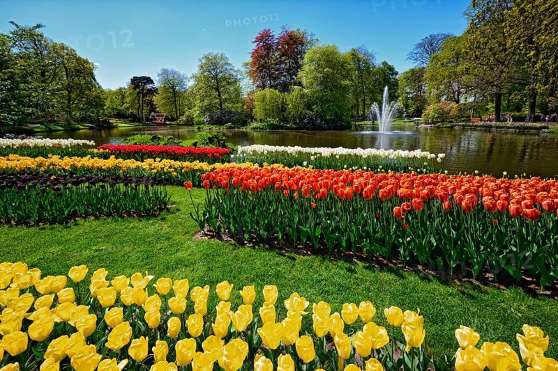 Blooming tulips flowerbeds in Keukenhof flower garden, also known as the Garden of Europe, one of the world largest flower gardens and popular tourist attraction. Lisse, the Netherlands