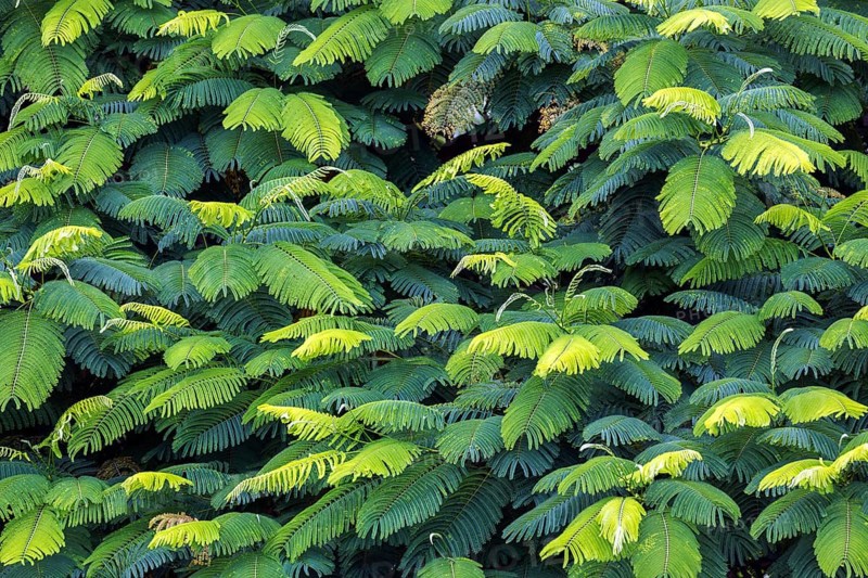 Leaves of the royal poinciana (Delonix regia), Andean Garden Funchal, Jardim Botanico, Madeira, Portugal, Europe