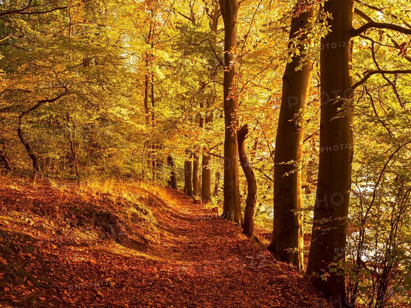 Forest path through golden forest in autumn evening light, Uckermark, Brandenburg, Germany, Europe