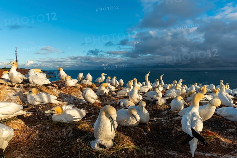 Northern gannet (Morus bassanus), Helgoland Cliff, Helgoland High Seas Island, nests, chicks, North Sea, Schleswig-Holstein, Germany, Helgoland, Schleswig-Holstein, Germany, Europe