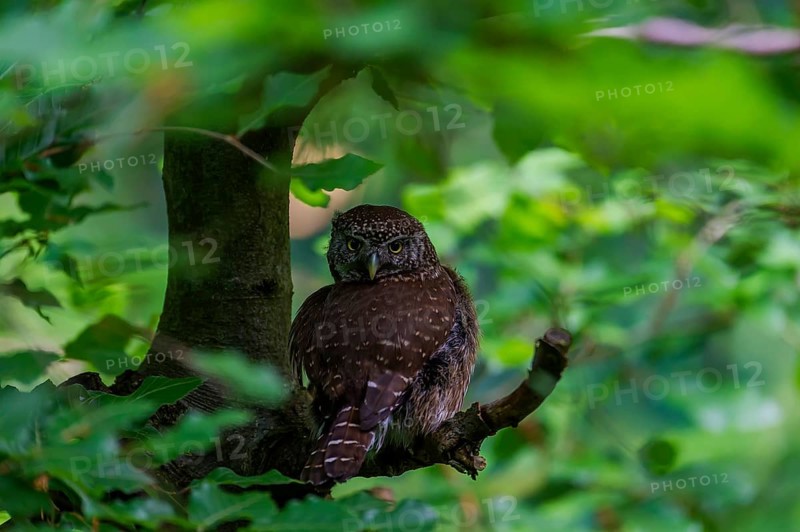 Pygmy Owl (Glaucidium passerinum) sitting on a branch, Bavaria, Germany, Europe