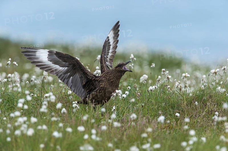 Great skua (Stercorarius skua), calling in cotton grass, Runde Island, Norway, Europe