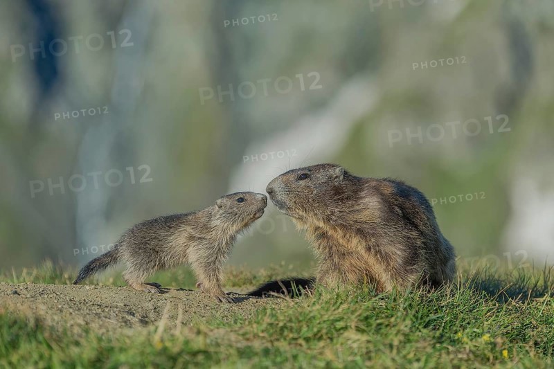 Alpine Marmot (Marmota marmota), Old and young animal sniff each other, Großglockner, Austria, Europe