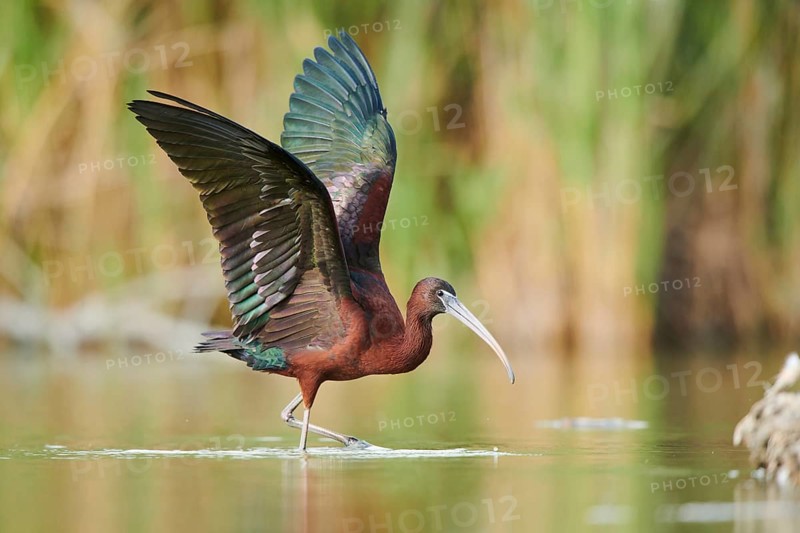Glossy ibis (Plegadis falcinellus) cleaning its feathers in the water shaking its wings, Camargue, France, Europe