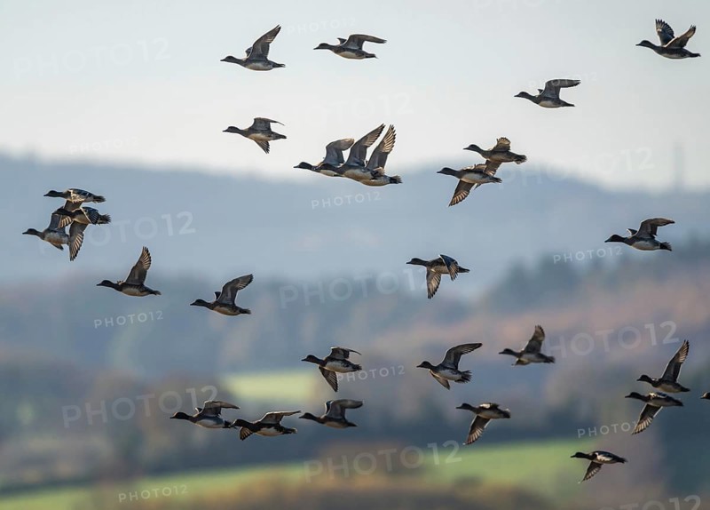 Eurasian Wigeon (Mareca penelope), birds in flight over Marshes at winter time