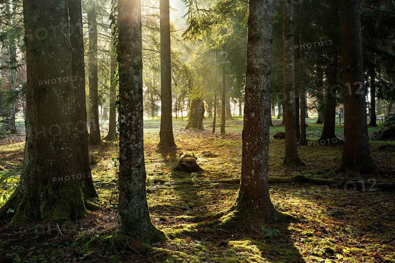 Park landscape or forest landscape in autumn in the morning sun. The sun shines through the trees. Backlight. Isny im Allgäu, Germany, Europe