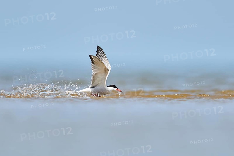 Elegant tern (Thalasseus elegans) flying in the sky above the sea, hunting, ebro delta, Catalonia, Spain, Europe