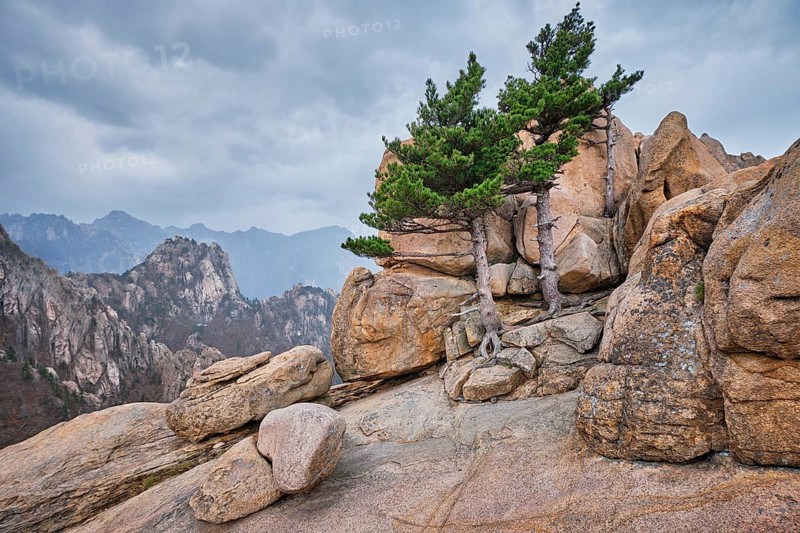 Rock with pine trees in cloudy weather. Seoraksan National Park, South Korea, Asia