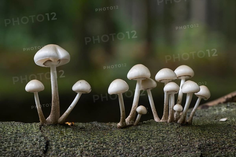 Porcelain fungi (Oudemansiella mucida), Emsland, Lower Saxony, Germany, Europe