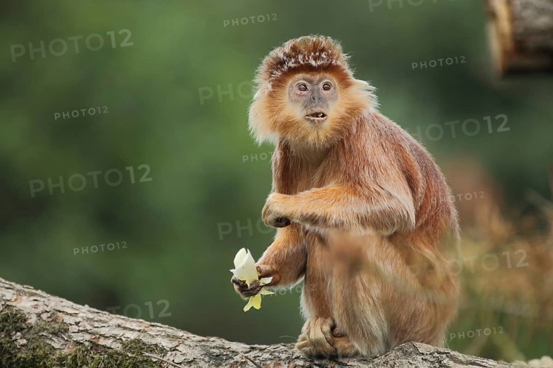Javan lutung (Trachypithecus auratus), portrait, adult, feeding, food, sitting, gazing, amazement, facial expression, captive