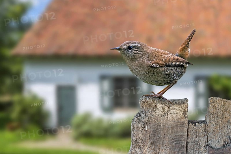 Eurasian wren (Troglodytes troglodytes) (Nannus troglodytes) perched on old weathered wooden garden fence of house in the countryside