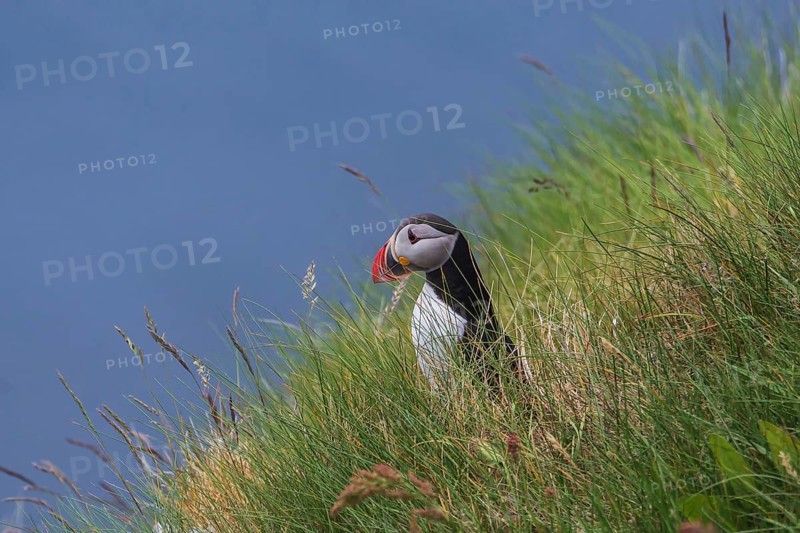 Puffin (Fratercula arctica) sits in the grass on the slope, bird island Runde, Norway, Europe