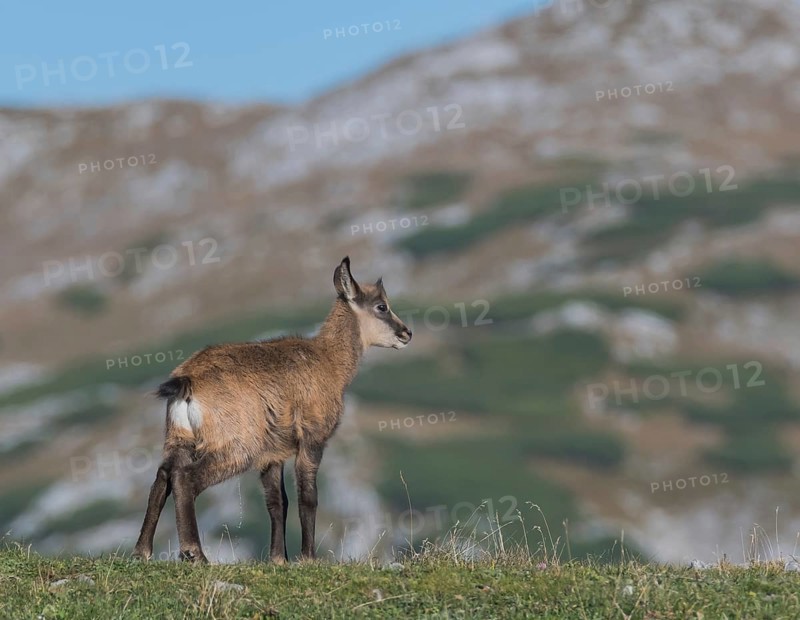 Chamois (Rupicapra rupicapra), fawn stands on the ridge, Hochschwab, Styria, Austria, Europe