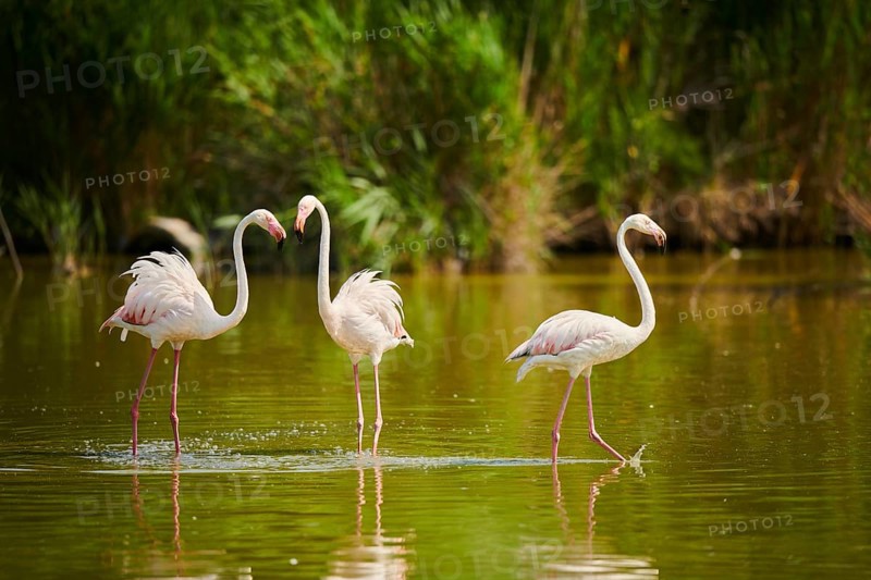 Greater Flamingos (Phoenicopterus roseus) walking in the water, Parc Naturel Regional de Camargue, France, Europe