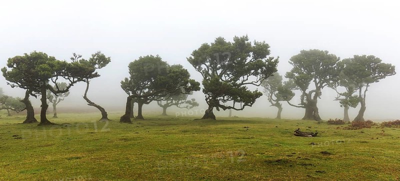 Laurel trees overgrown with moss and plants in the mist, old laurel forest (Laurisilva), stinkwood (Ocotea foetens), UNESCO World Heritage Site, Fanal, Madeira, Portugal, Europe
