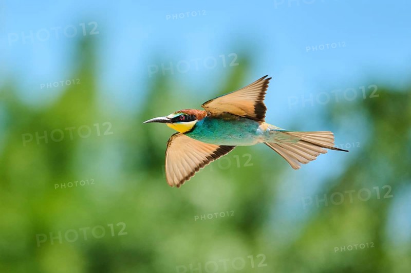 European bee-eaters (Merops apiaster) flying, Spain, Europe