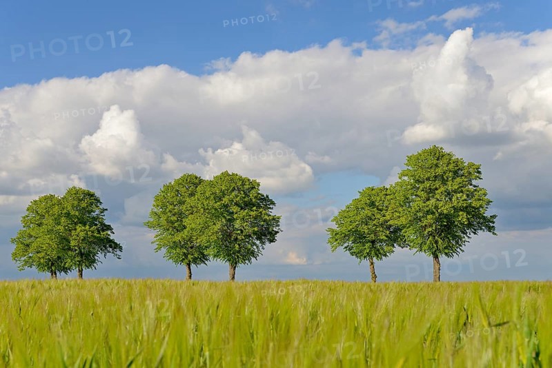 Linden trees (Tilia), row of trees by a green grain field, blue cloudy sky, North Rhine-Westphalia, Germany, Europe