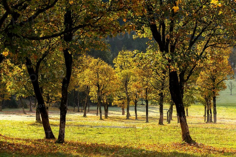 Engtal valley, large maple in the morning dew, sycamore maple (Acer pseudoplatanus) in glorious autumn colours, group of trees against the light