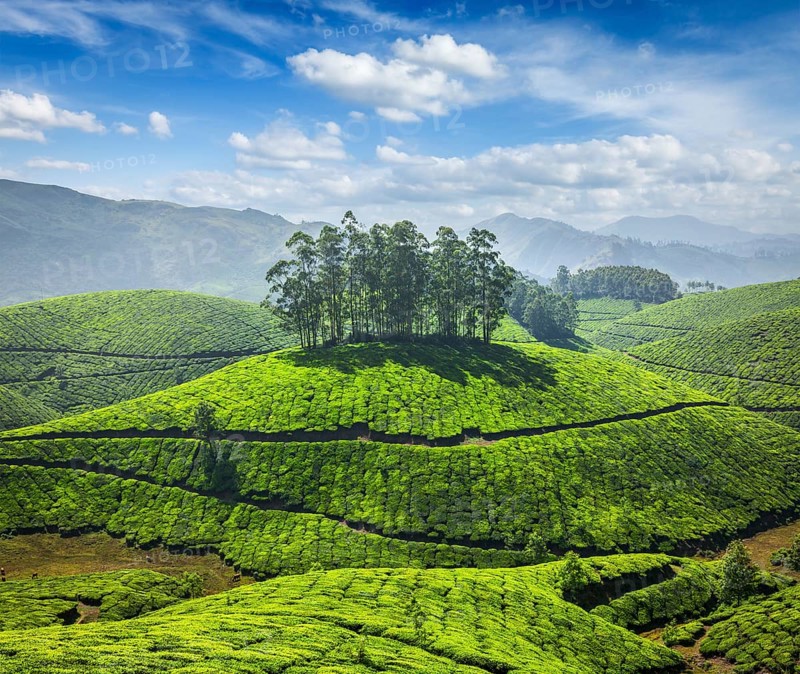 Tea plantations in Munnar. Kerala, South India