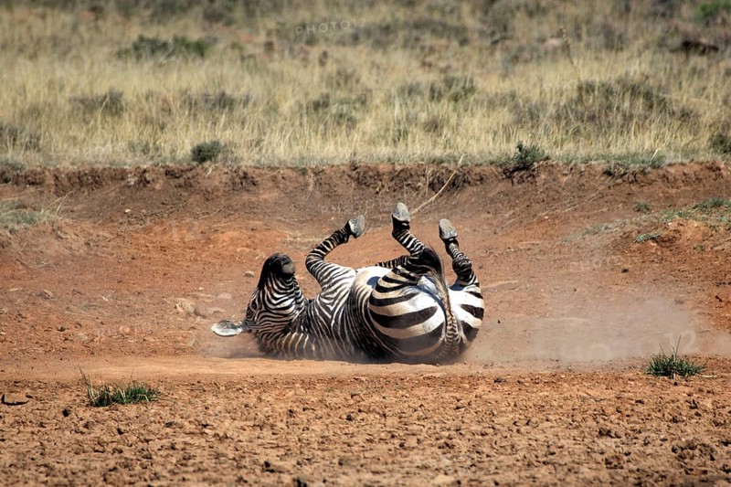 Cape mountain zebra (Equus zebra zebra), rolling in dust, Mountain Zebra National Park, South Africa, dust bathing, Africa