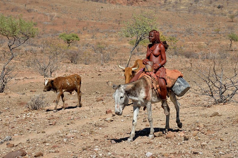 Himba woman on a donkey with a cow, Orupembe, Kaokoland, Kunene, Namibia, Africa