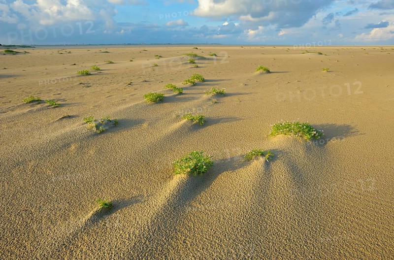 Sea mustard, De Hors beach, near Den Hoorn, Texel island, North Holland, Netherlands