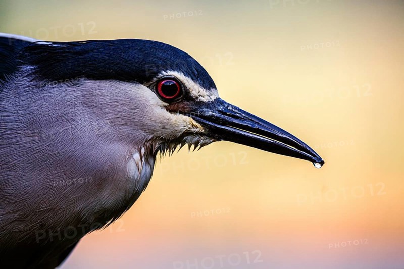 Black crowned night heron (Nycticorax nycticorax) portrait at sunrise, Pusztaszer, Hungary, Europe
