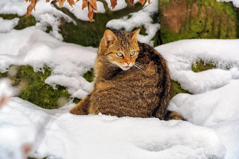 Wildcat (Felis silvestris), sitting in the snow, in the game reserve, attentive view, Neuhaus Wildlife Park in winter, Neuhaus im Solling, Solling-Vogler nature park Park, Lower Saxony, Germany, Europe
