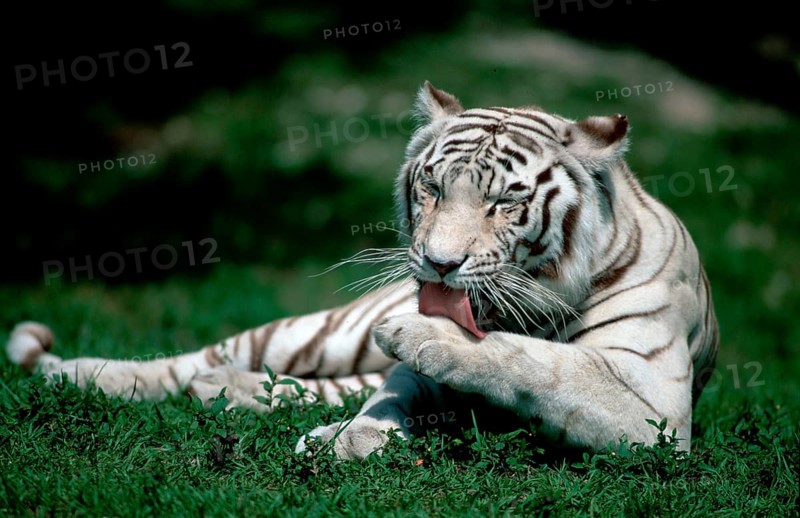 White Bengal Tiger (Panthera tigris tigris)