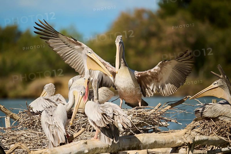 Great white pelican (Pelecanus onocrotalus) landing, France, Europe