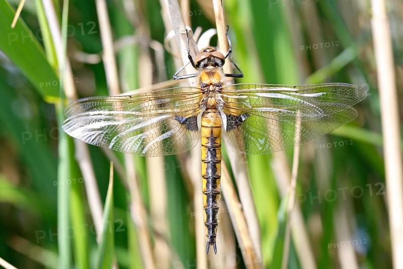 Two-spot (Epitheca bimaculata), freshly hatched animal drying itself on a reed stalk, imago on a reed stalk, finished insect, still unable to fly, Naturpark Flusslandschaft Peenetal, Mecklenburg-Vorpommern, Germany, Europe
