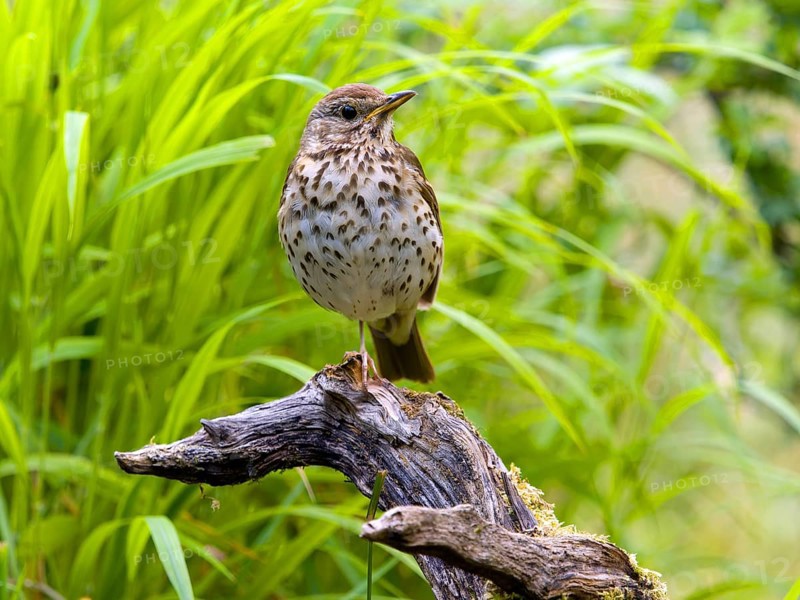 Song thrush (Turdus philomelos) sitting on a branch, Solms, Hesse, Germany, Europe