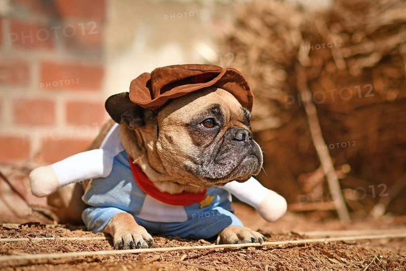 French Bulldog dog wearing Halloween cowboy full body costume with fake arms lying down in front of hay bale
