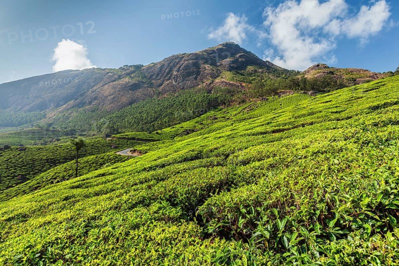 Evergreen Tea plantations of indian tea, Munnar, Kerala, South India