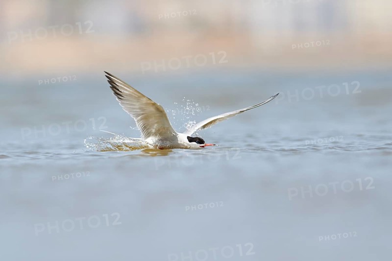Elegant tern (Thalasseus elegans) flying above the sea, hunting, ebro delta, Catalonia, Spain, Europe