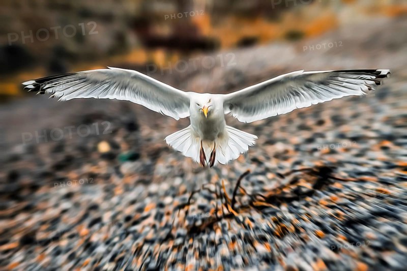 European herring gull (Larus argentatus) flying off, frontal, wing, wingspan, dynamics, gravel beach, illustration, Normandy, France, Europe