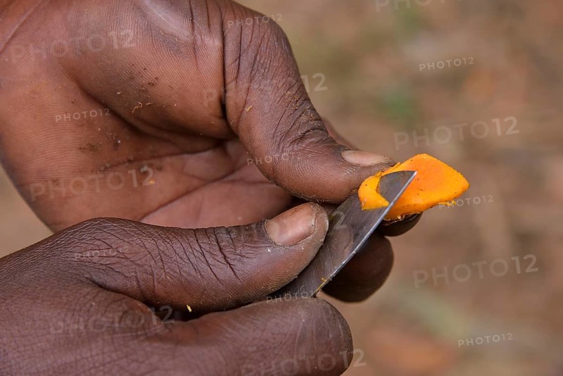 Local person cutting into a turmeric root, Kizimbani Spice Farm, Kizimbani, Zanzibar, Tanzania, Africa