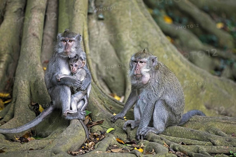 Family of crab-eating macaques (Macaca fascicularis) Balinese long-tailed macaque with juvenile on the island Lombok, Indonesia, Asia