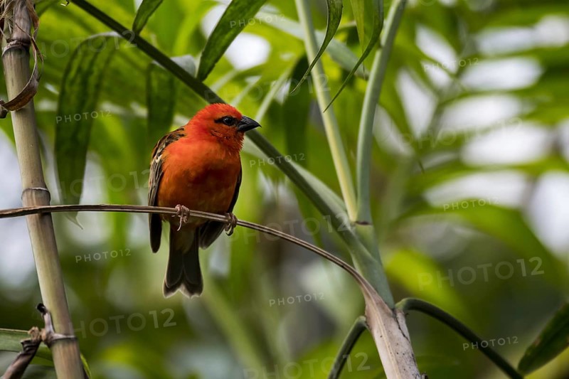 Red fody (Foudia madagascariensis), Madagascar fody, red cardinal fody, common fody, Madagascar weaver male, native to Madagascar