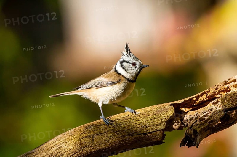 Crested Tit (Parus cristatus), Germany, Europe