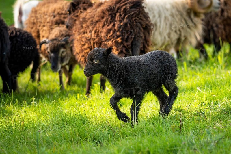 Black lamb running in the meadow, behind it other sheep. Ouessant sheep (Breton dwarf sheep), Germany, Europe