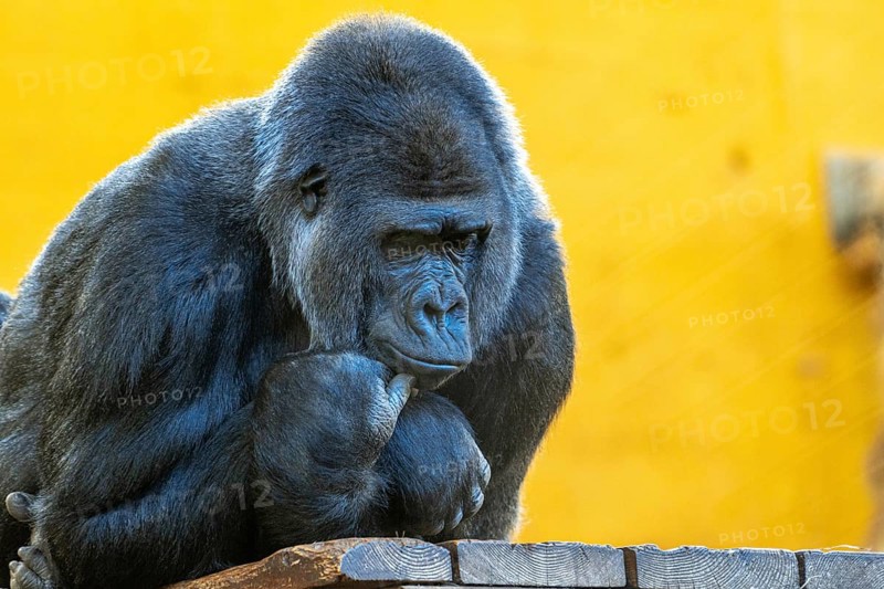 A gorilla is sitting on a ledge and looking at the camera. The scene is set in a zoo, and the gorilla appears to be contemplating something