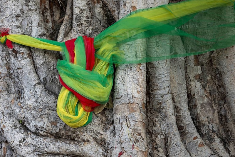 Sacred cloths around the roots of a strangler fig (Ficus religiosa), Bangkok, Thailand, Asia