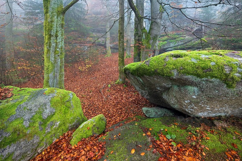 Foggy forest with large moss-covered boulders in autumn, Großer Waldstein, Fichtelgebirge, Upper Franconia, Franconia, Bavaria, Germany, Europe