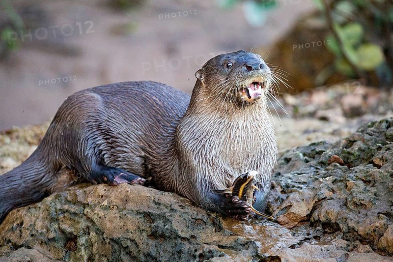 Southern river otter (Lontra longicaudis) Pantanal Brazil