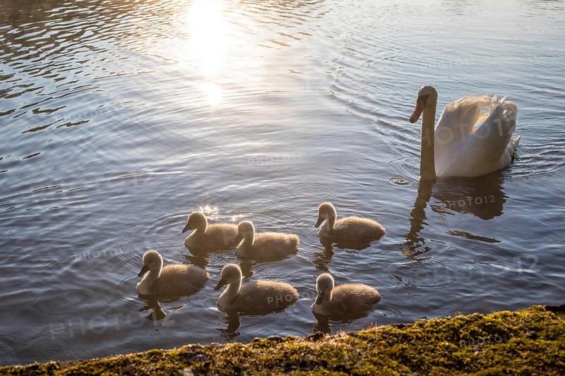 Mute swan (Cygnus olor) with 6 chicks, Horkaer Teich, Bischofswerda, Saxony, Germany, Europe